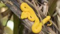 0498_Eyelash Viper