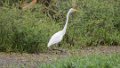 0511_Grote Zilverreiger