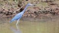 0587_Kleine Blauwe Reiger