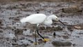 0693_Kleine Zilverreiger