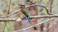 0778_Wenkbrauwmotmot