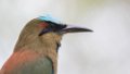 0792_Wenkbrauwmotmot