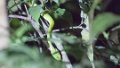 0807_Groene Boomslang