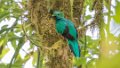 0876_Quetzal