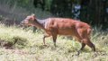 1152_Red Brocket Deer