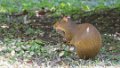 1236_Agouti