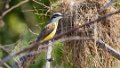 1317_Kiskadee