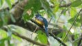 1388_Violette Trogon