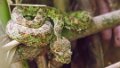 1460_Eyelash Viper