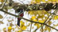 1468_Massenas Trogon