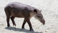 1473_Tapir