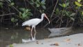 1680_Witte Ibis