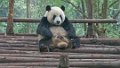 4901 Chengdu Pandacentrum