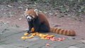 4914 Chengdu Pandacentrum