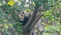 4947 Chengdu Pandacentrum