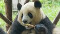 4981 Chengdu Pandacentrum
