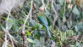 6056 Amazonemotmot