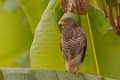 6600 Wegbuizerd