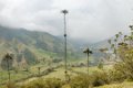 6401 Waxpalm