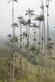 6406 Waxpalm