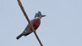 6708 Amerikaanse Reuzenijsvogel