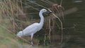 6762 Amerikaanse kleine zilverreiger
