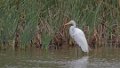 6765 Grote zilverreiger
