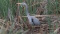 6770 Blauwe reiger