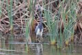 6774 Witbuikreiger