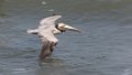 6958 Pelicanen