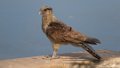 6975 Wegbuizerd