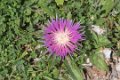 7602 Grazalema Bloem