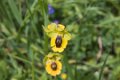 7611 Grazalema Spiegelorchis