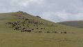 8776 Son Kul Schapen