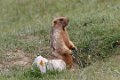 8893 Tash Rabat Marmot