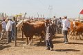 9217 Kashgar Zondagse veemarkt