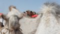 9248 Kashgar Zondagse veemarkt