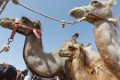 9252 Kashgar Zondagse veemarkt
