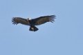 1325 Valle Grande Condor