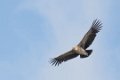 1382 Valle Grande Condor