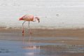 1921 Altiplano Flamingos Laguna Canapa