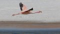 1923 Altiplano Flamingos Laguna Canapa