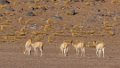 2037 Altiplano Vicunas