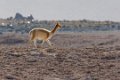 2097 Altiplano Vicunas