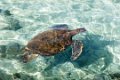 2396 Paaseiland Schildpad