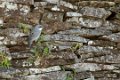 2444 Paaseiland Orongo