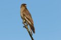 2593 Paaseiland Chimango Caracara