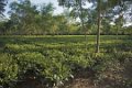 3224 Darjeeling Theeplantage