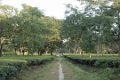 3227 Jaldapara NP Theeplantage