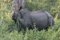 3265 Jaldapara NP Neushoorn